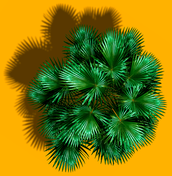 palmeira vista de cima